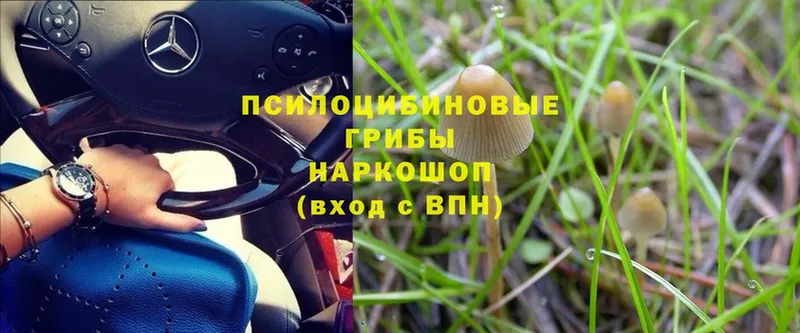 Галлюциногенные грибы Magic Shrooms  купить наркоту  Малоархангельск 